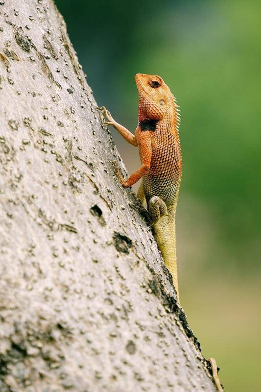 Lézard et connexion à la nature Lézard grimpant sur un tronc d’arbre, symbole d’adaptabilité et d’énergie vitale.